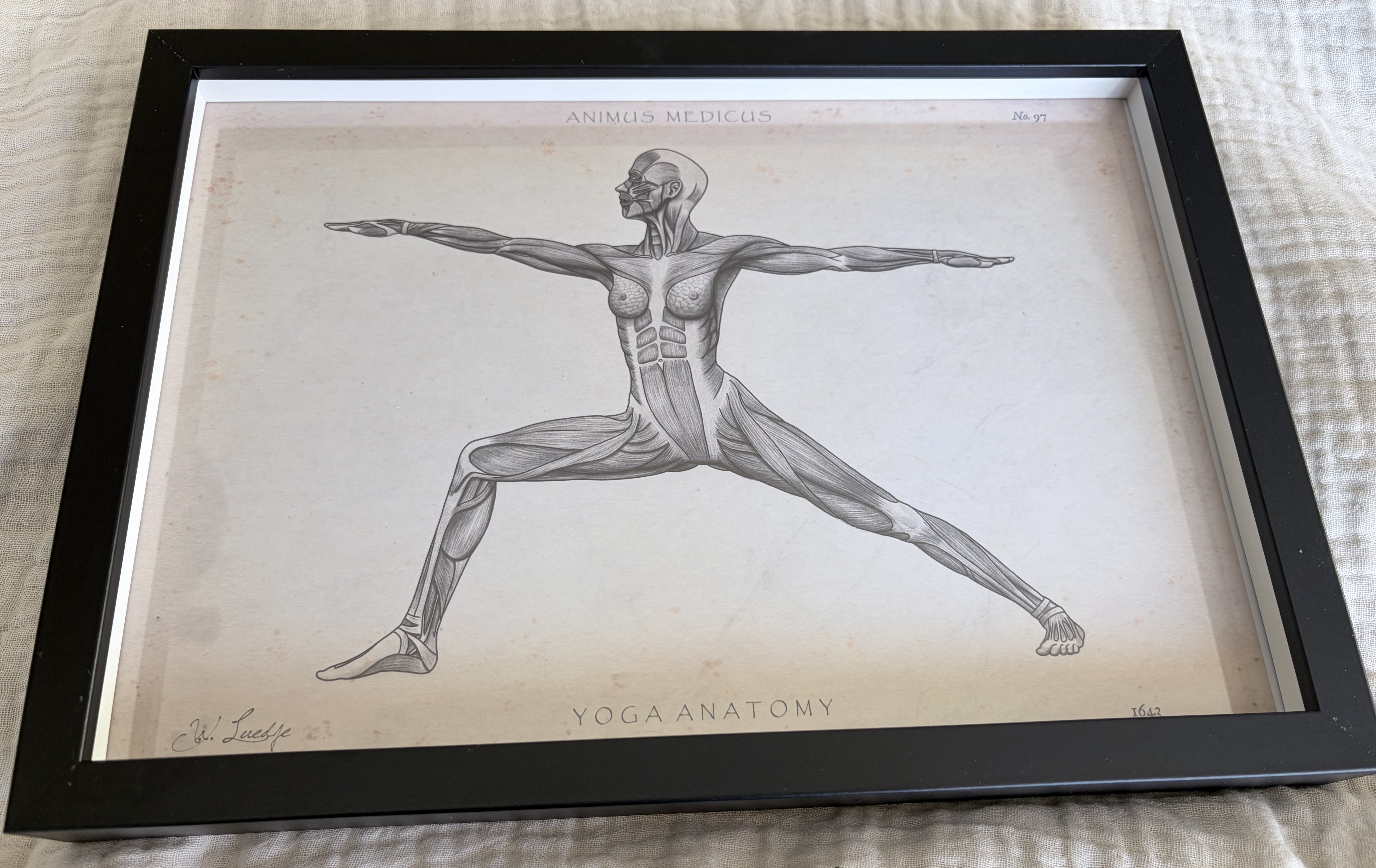 Anatomie